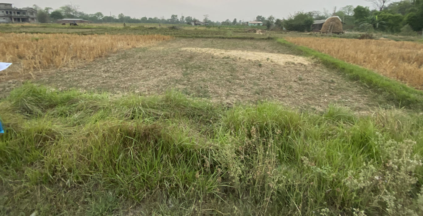 घट्दै छ माटोको उर्वराशक्ति, तराईमा क्षारीय पहाडमा अम्लीयपना बढी